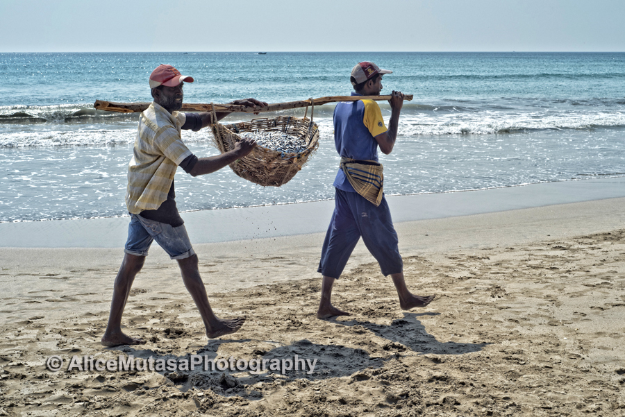 Uppuveli beach - carrying some of the day's catch home or to market