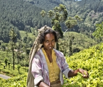 Maata - tea plantation somewhere near Kandy