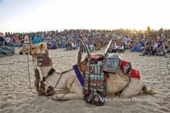 Festival au Desert - Timbuktu