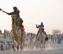 Camel races - Festival au Desert / Festival in the Desert - Timbuktu, Mali