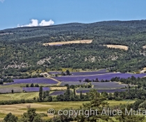 Lavender everywhere....