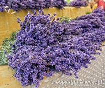 Lavender on sale in Sault village market