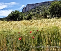 'Petit épautre' - local wheat crop