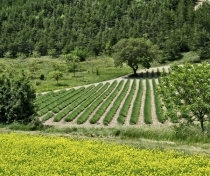 Bright yellow mustard fields with almost-ready lavender in the background...
