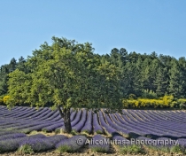 Lavender fields.....