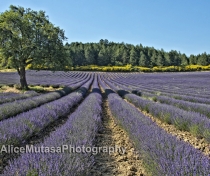Lavender fields.....
