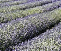 Lavender fields.....