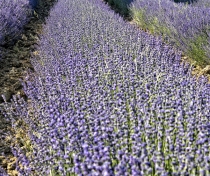 Lavender fields.....