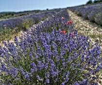 Lavender fields.....