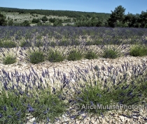 Another type of lavender