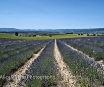 Lavender....