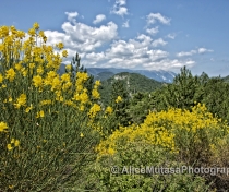 Clouds of sweet-smelling broom (Genêt) everywhere.....