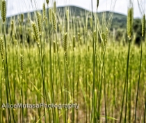 Ancient type of wheat - "épeautre"