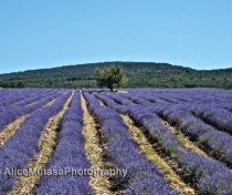 More lavender fields.....!