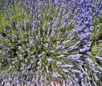 Lavender...