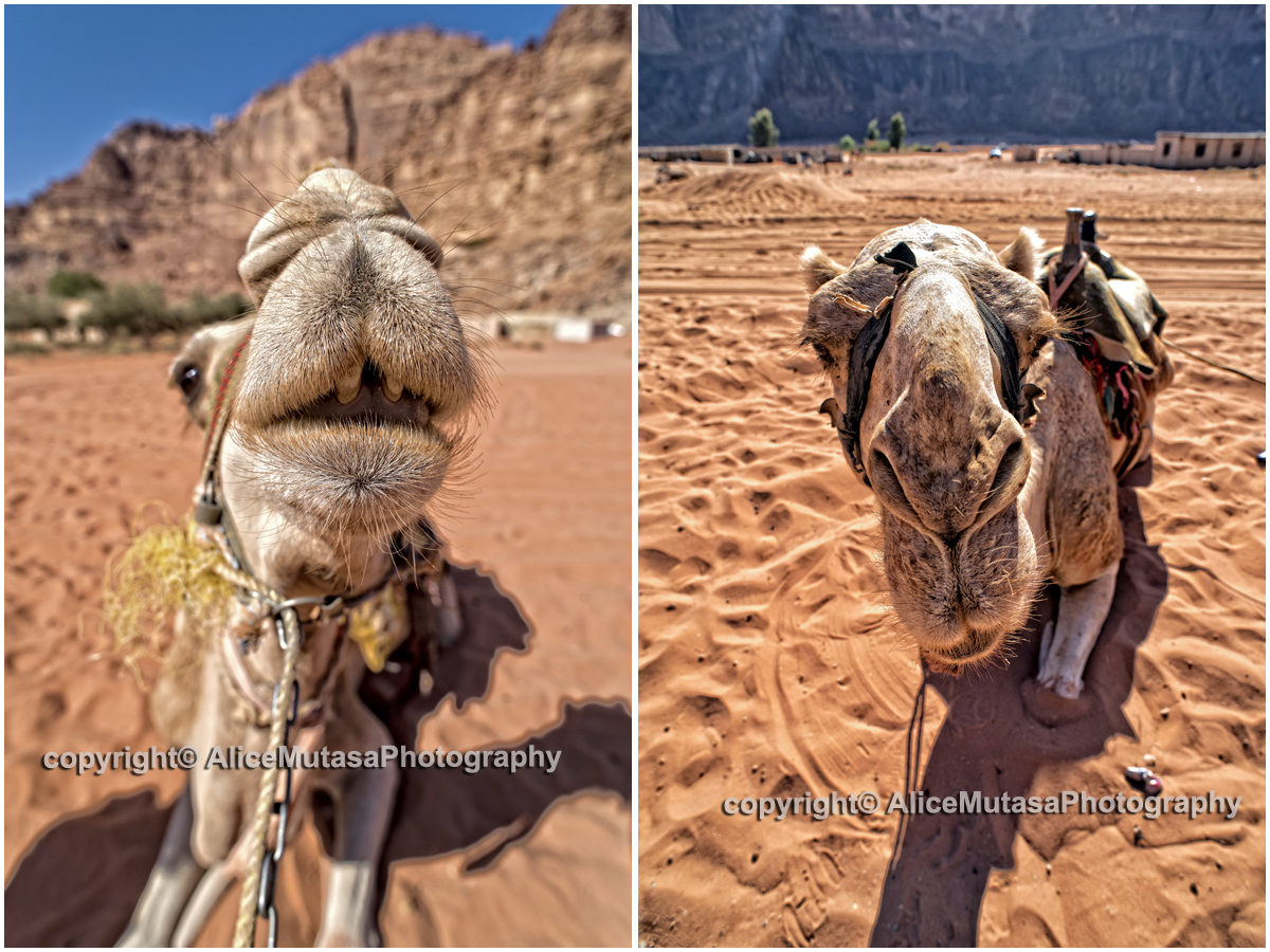 Camels - Wadi Rum