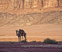 Another camel....