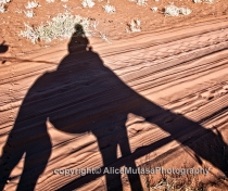 Camel eating shadow