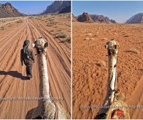 Camel ride - Wadi Rum