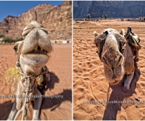 Camels - Wadi Rum