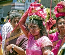 Thaipoosam Cavadee Tamil festival - at Tamil Surya Oudaya Sangam Temple - Grande Baie