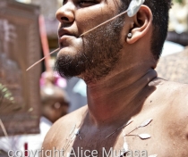 Thaipoosam Cavadee Tamil festival - at Tamil Surya Oudaya Sangam Temple - Grande Baie