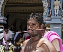 Thaipoosam Cavadee Tamil festival - at Tamil Surya Oudaya Sangam Temple - Grande Baie