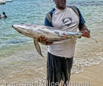 Marlin!