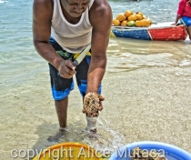 André & his floating sea urchin & oyster bar