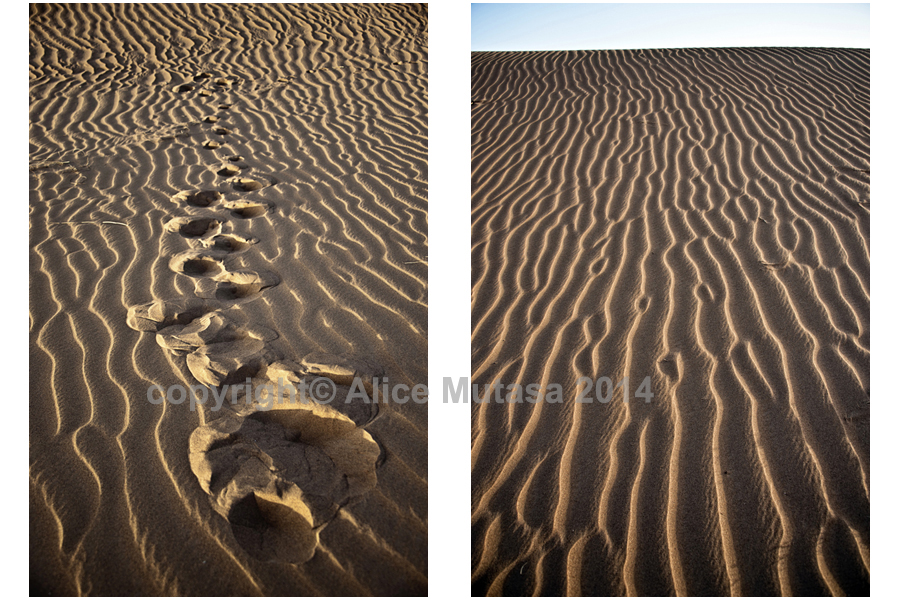 Sahara sand lines #1