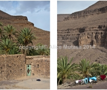 Oasis de l'Oued Naougoum