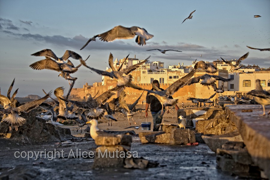 Seagull feeding frenzy at Essaouira port