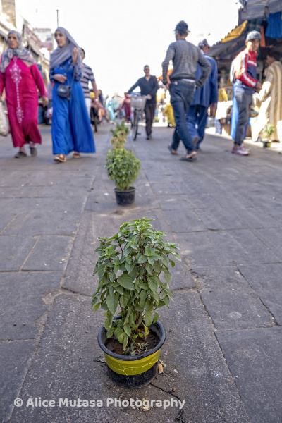 Basil plants in the middle of the street, Essaouira medina