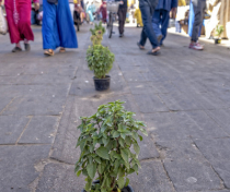 Basil plants in the middle of the street, Essaouira medina
