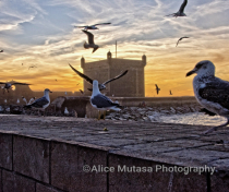 Essaouira port