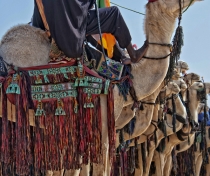 The 'Most Beautiful Camel' contest