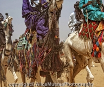 Touaregs and camels