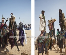 Camel dressage contest