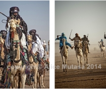 Camel races