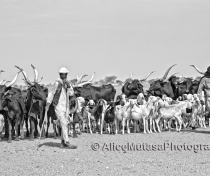 Abdoulaye with his herd; on the way to the Cure Salée