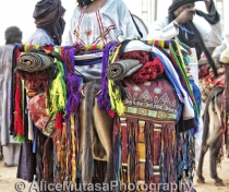 Contest for the 'Best Dressed Donkey'
