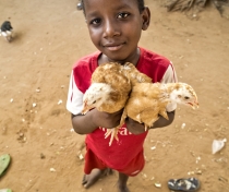 Ousmane with the baby chickens