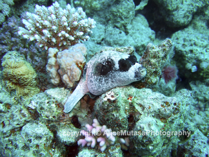 St Johns Reefs Red Sea 2015_004