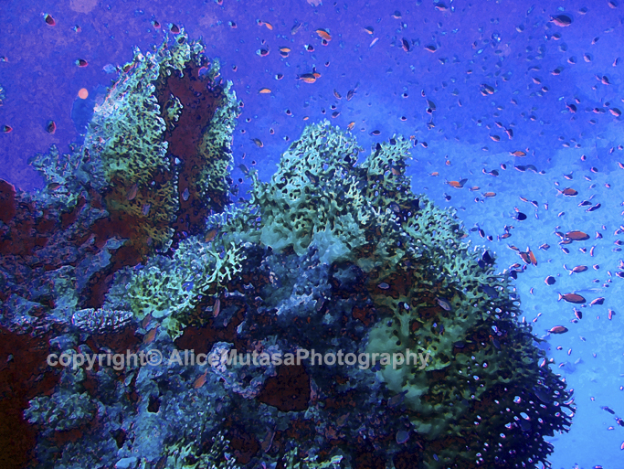 St Johns Reefs Red Sea 2015_005