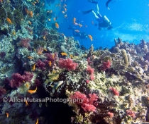 'Wrecks and Reefs' trip on Emperor Superior