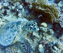 'Wrecks and Reefs' trip on Emperor Superior