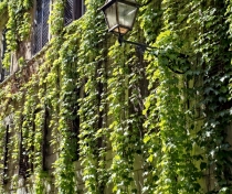 Via Margutta with spectacular vines