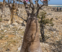 Socotra_003_V2