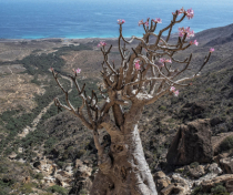 Socotra_042_V2