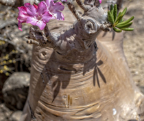 Socotra_126_V2